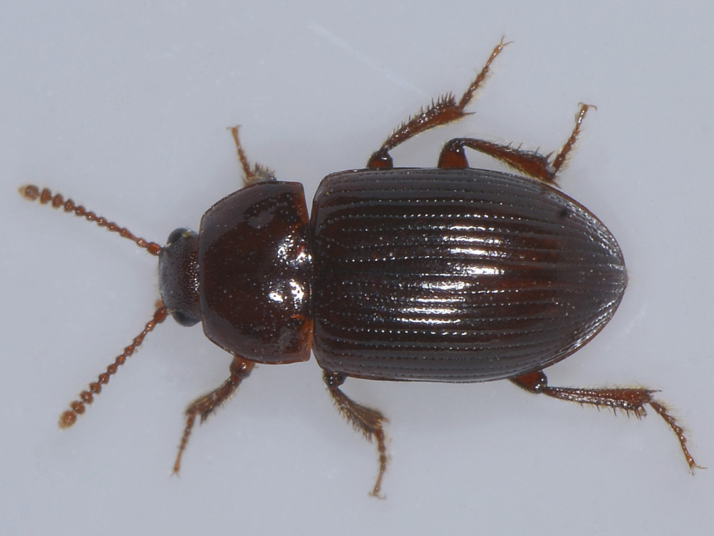 Agyrtidae: Agyrtes bicolor